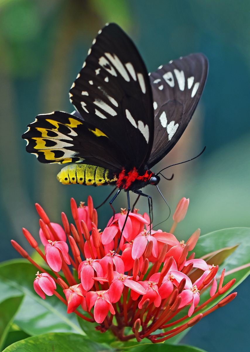 black yellow butterfly over red flower